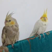 یک جفت عروس هلندی جوون بازیگوش|پرنده|مشهد, نیزه|دیوار