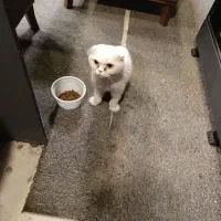 واگذاری گربه اسکاتیش برتیش