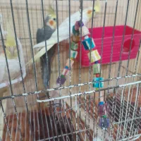 عروس هلندی نروماده سخنگو