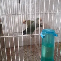 طوطی برزیلی|پرنده|زنجان, |دیوار