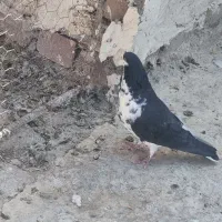 کبوتر|پرنده|زهک, |دیوار