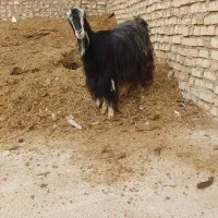 بز.بزغاله.میش