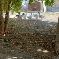 غاز محلی ارگانیک