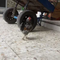 مرغ