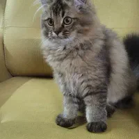 گربه نژاد دار جهت جفت گیری