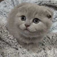 سه قلاده اسکاتیش تریپل فولد نر و ماده