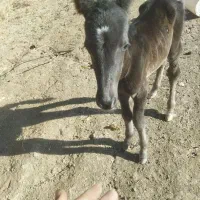 مادیان وکره|اسب و تجهیزات اسب‌سواری|الشتر, |دیوار