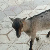 کهره ماده|حیوانات مزرعه|چغادک, |دیوار