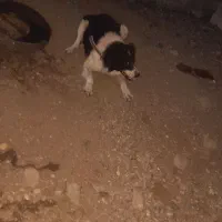 سگ بردر کالی|سگ|آبش احمد, |دیوار