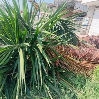 فروش فوری یوکا وپالم بالای ۴متر تنه فقط|گل و گیاه طبیعی|سرخرود, |دیوار