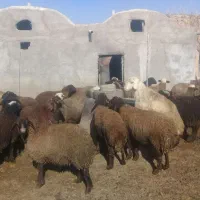 ۵۰ راس بره نر پروار جفتی ۱۲۰ تا ۱۱۰