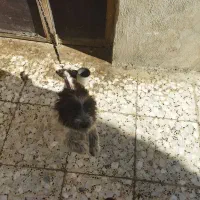 سگ شیتزو پامر|سگ|خرم‌آباد, |دیوار