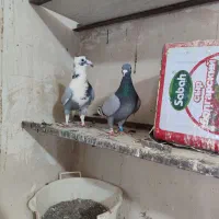 جفت ابلغ کاکلی