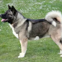 سگ آکیتا ماده