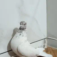 کله خالدار پرشی