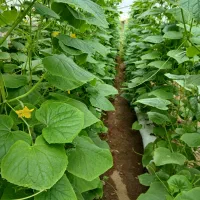 راهنمایی میکنم در کشت گلخانه ای