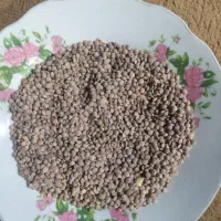 عدس