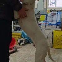 سگ نژاد داگو|سگ|چهاردانگه (تهران), |دیوار