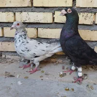 کبوتر نرماده پلاکی دورگ|پرنده|شوشتر, |دیوار