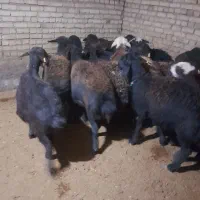 شیشک|حیوانات مزرعه|الیگودرز, |دیوار