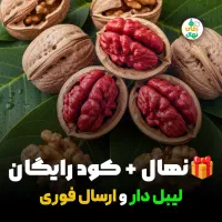 نهال گردو تو سرخ اصلاح شده دیر گل