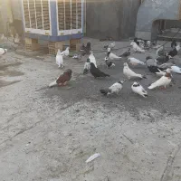 زل کبوتر مجوده کیلو ۱۰هزار تومان