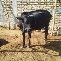 قیمت 75 میلیون|حیوانات مزرعه|آبدانان, |دیوار