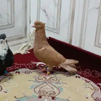 کبوتر رنگی