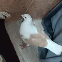 کفتر پشتی اپاچی