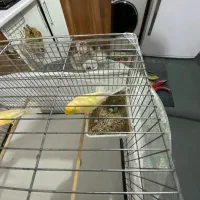 قناری|پرنده|زنجان, |دیوار