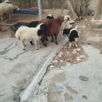 بره گوسفند میش