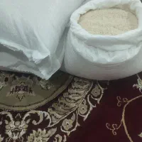 برنج شیرودی