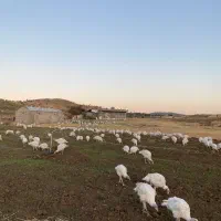 بوقلمون|حیوانات مزرعه|بانه, |دیوار