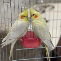عروس هلندی