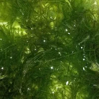 خزه آکواریوم معاوضه با شریمپ یلوگلدن