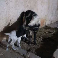 بز با دو عدد بیگ نر