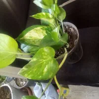 حراج حراج شد|گل و گیاه طبیعی|شیراز, لشکری‎|دیوار