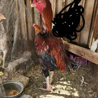 خروس لاری ،مرغ لاری و جوجه خروس لاری|حیوانات مزرعه|شیراز, شهرک سعدی|دیوار