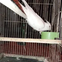 عروس هلندی