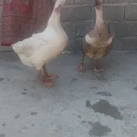 غو غاز  و همراه تخم هاش