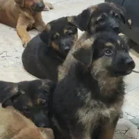 طوله سگ واگذاری