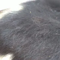 پوست گاو بدون پارگی