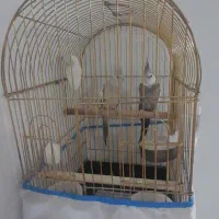 عروس هلندی مولد رنگ خاص|پرنده|آستارا, |دیوار