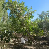 آلو سر درخت