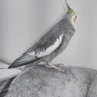 عروس هلندی سخنگو با قفس|پرنده|خرمدره, |دیوار