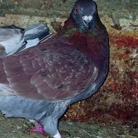 کبوتر سالم 150|پرنده|آستانه اشرفیه, |دیوار