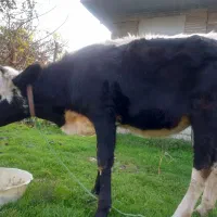 گاو هلشتاین|حیوانات مزرعه|لولمان, |دیوار