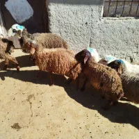 بره نر..میش..بزغاله