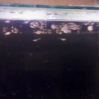 ماهی گوپی|ماهی|دینور, |دیوار