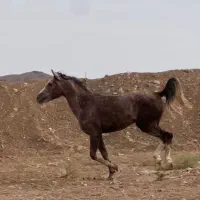 فروش اسب کرد|اسب و تجهیزات اسب‌سواری|نطنز, |دیوار